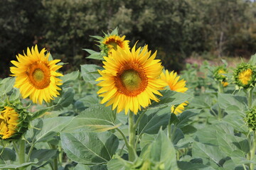 Obraz premium Girasoles en el campo, brillando bajo el sol, con insectos, abejas polenizando.