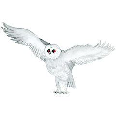 Fototapeta na wymiar Watercolour - vector 6. Hand drawn bird owl-3.