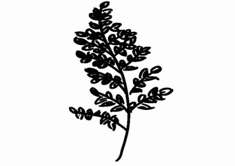 black and white branches and leaves hand drawing on white background design for fabric print or vintage logo