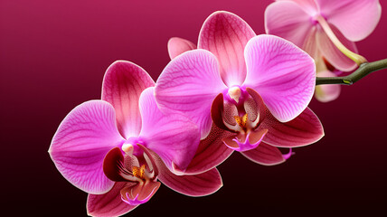 pink orchid flower close-up. AI Generative.