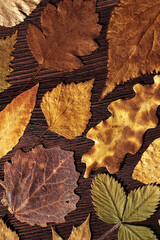 Trend autumn pattern from colored autumnal leaves with water drops, on dark brown wood, top view nature flat lay, colorful foliage as natural seasonal background. Fall aesthetic photo, vertical