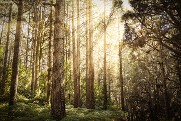 Ferns and several canary pine trees illuminated by the golden rays of the sun at sunset in the typical forest of the Canary Islands. Las Lagunetas Forest Tenerife, Canary Islands, Spain