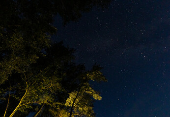 Fototapeta na wymiar astro photography starry sky studded with stars, trees with green foliage
