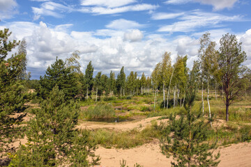 Birch trees and pine trees grow in the former gravel pit