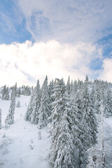 Snow-covered trees in the mountains. Picturesque winter scene. Magic winter forest on a bright sunny day. Natural landscape with beautiful sky. Happy New Year!