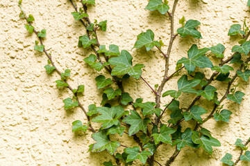 Gemeiner Efeu an einer Wand