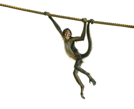 young spider monkey on the rope