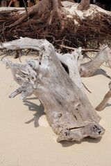 Dead and dry tree roots on the beach look like sculptures of art.