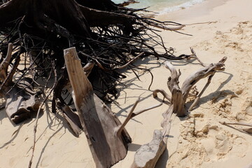 Dead and dry tree roots on the beach look like sculptures of art.