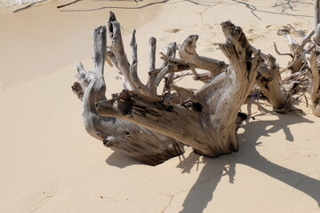 Dead and dry tree roots on the beach look like sculptures of art.