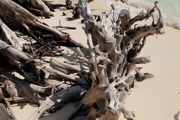 Dead and dry tree roots on the beach look like sculptures of art.