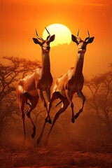 Two impalas gracefully leaping through the African savannah at sunset.