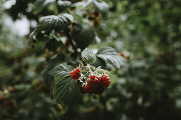 Detail of red ripe fruits of raspberry on branch with blurry background