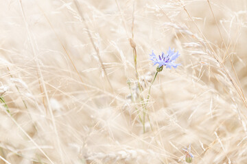 Lonely blue cornflower flower in the summer field