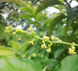 It is a creeper with green and light yellow flower.