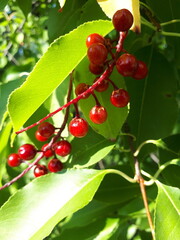 red berries Cerejeira negra with green leaves 