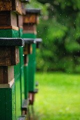 bees geting to their hives