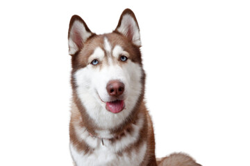 cute dog on transparent background siberian husky.