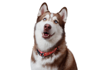 cute dog on transparent background siberian husky.