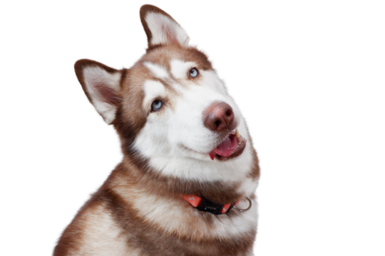 cute dog on transparent background siberian husky.