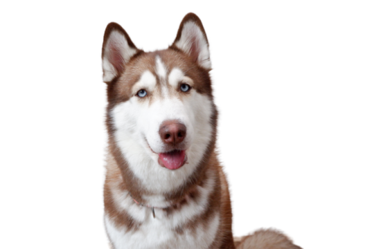 cute dog on transparent background siberian husky.