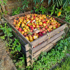 apples at a compost heap