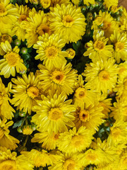 Macro image of yellow Chrysanthemum flowering plant