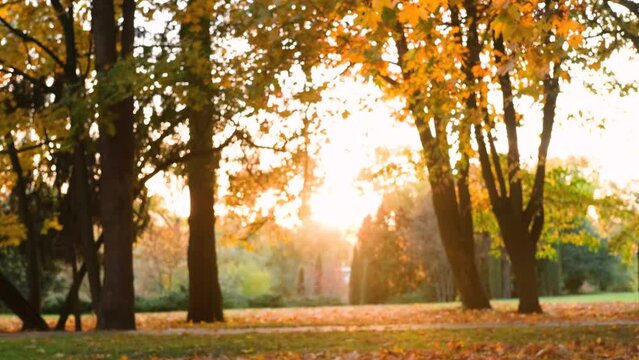 Light of the setting sun in autumn park. Slow motion horizontal video
