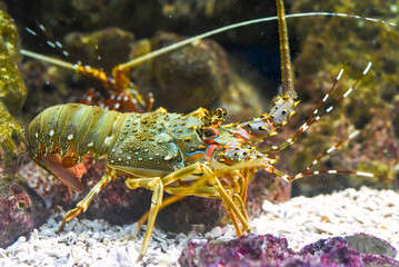 Spiny lobster also known as langustas in aquarium