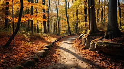 Rolgordijnen autumn trail in the woods  © Ziyan Yang
