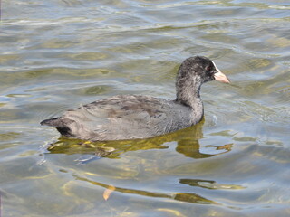 duck on the water
