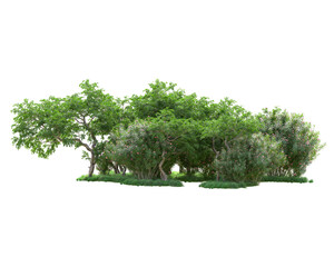 Green landscape isolated on transparent background. 3d rendering - illustration