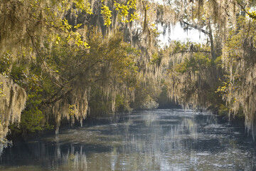 The Louisiana Bayou at New Orleans, USA