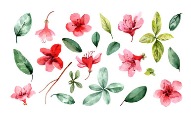 Set of isolated elements of flowering plants. Pink flowers, buds, green leaves, stems. Spring summer clip art. Garden flowers. Hand-drawn watercolor illustration on a white background for card design.
