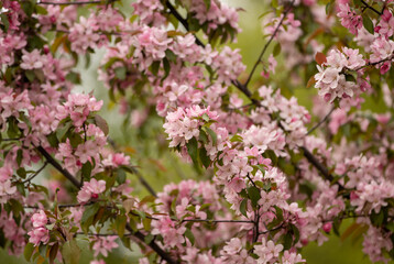 pink apple blossom