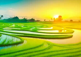 Fotobehang green rice field landscape and sunset. © NONTANUN