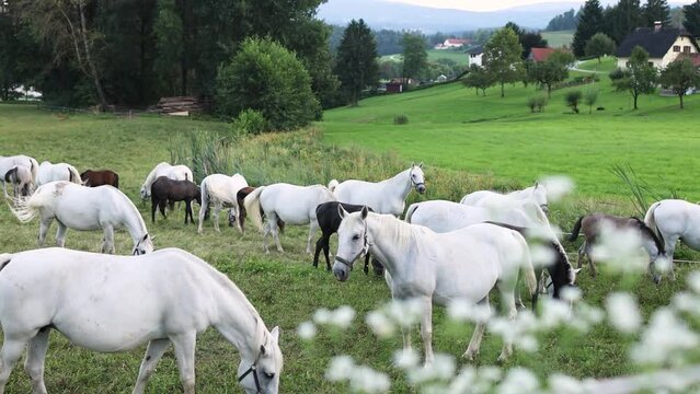 A herd of white horses and brown foals graze in the meadow. 