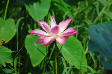 Obraz premium Lotus flower on the lake, in the sunny morning.