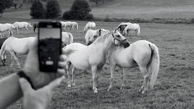 A man shoots horses on his phone, black and white video