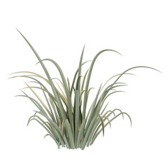grass isolated