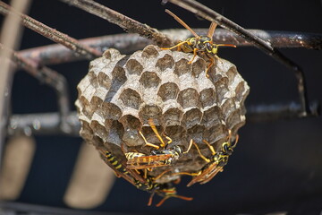 Wespen an einem Wespennest 