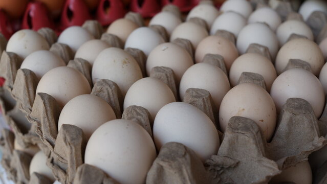 Egg free-range chicken on a carton rack