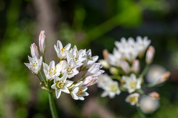 Obraz na płótnie Canvas Slender false garlic (nothoscordum gracile) flowers in bloom