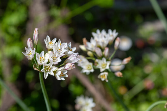 Slender false garlic (nothoscordum gracile) flowers in bloom