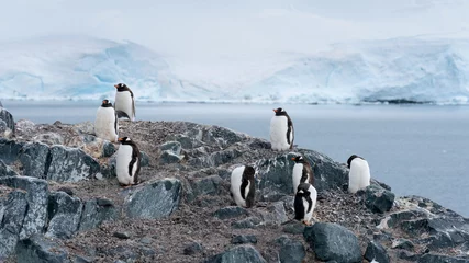 Gordijnen Gentoo penguins colony on the coastline of Antarctic Peninsula © Иван Грабилин