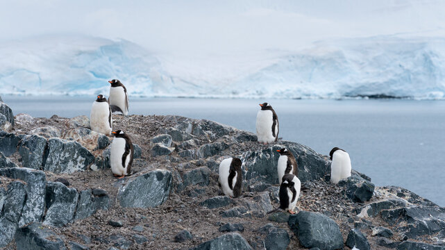 Gentoo penguins colony on the coastline of Antarctic Peninsula