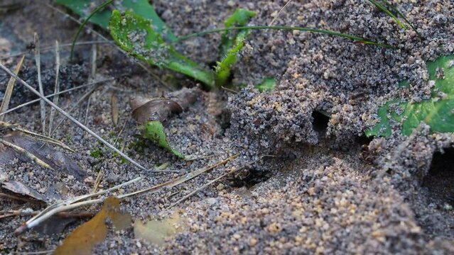 Ants in sandy burrows close-up. Video footage of nature.