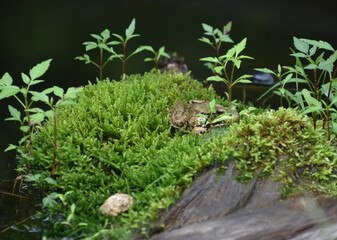 Frog Hiding Amongst Moss and Grasses Out of the Water