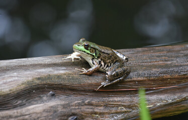 Stunning Close Up of a Frog on a Log