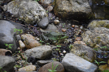 Large Frog in a Swamp in the Summer